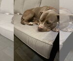 Small #5 American Pit Bull Terrier