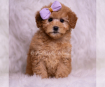 Small Photo #28 Goldendoodle (Miniature) Puppy For Sale in WARSAW, IN, USA