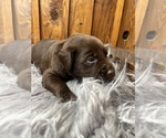 Small #10 Labrador Retriever