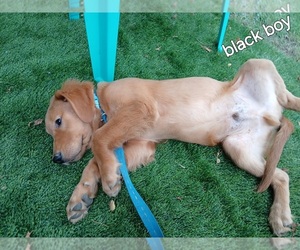Golden Retriever Puppy for sale in HURST, TX, USA