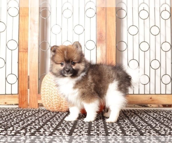 Medium Photo #4 Pomeranian Puppy For Sale in NAPLES, FL, USA
