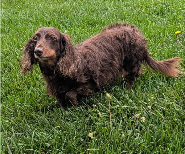 Medium Photo #3 Dachshund Puppy For Sale in Shelbyville, TN, USA