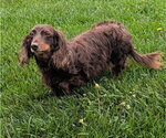 Small #2 Dachshund