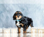 Small Photo #5 Cockapoo Puppy For Sale in WARSAW, IN, USA