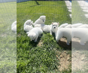 Akita Litter for sale in ONTARIO, CA, USA
