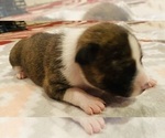 Small Photo #11 Basenji Puppy For Sale in TEXARKANA, TX, USA