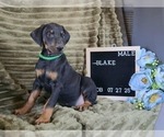 Small Doberman Pinscher