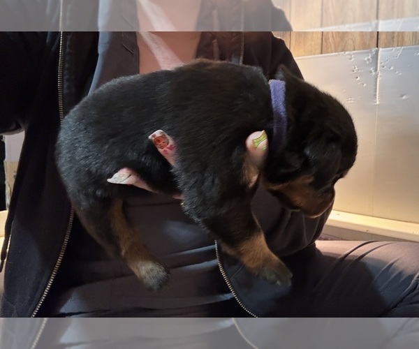 Medium Photo #4 Rottweiler Puppy For Sale in GREEN SPRINGS, OH, USA