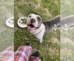 Small #33 American Pit Bull Terrier Mix