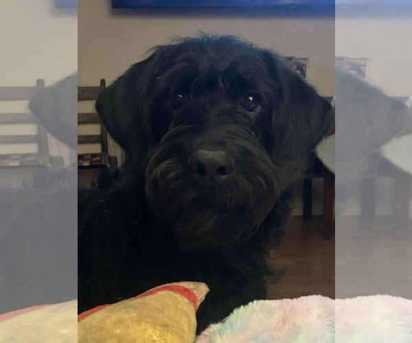 Medium Photo #2 Labradoodle Puppy For Sale in Princeton, MN, USA