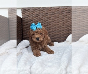 Goldendoodle (Miniature) Puppy for sale in ORLANDO, FL, USA