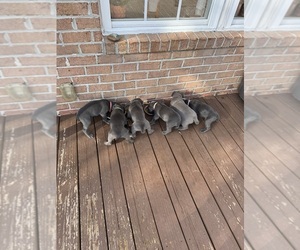 Cane Corso Litter for sale in SUFFOLK, VA, USA