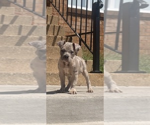 American Bully Puppy for Sale in CAPITOL HEIGHTS, Maryland USA