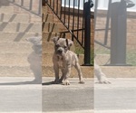 Small American Bully