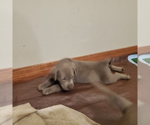 Labrador Retriever Puppy for sale in QUEEN CREEK, AZ, USA