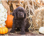 Small Photo #4 Cocker Spaniel Puppy For Sale in WAKARUSA, IN, USA