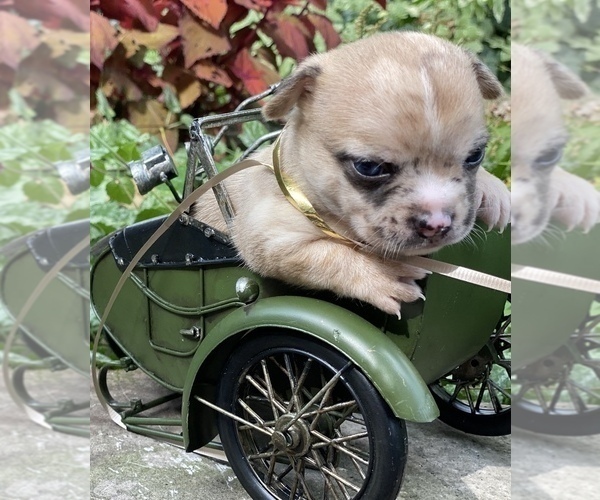 Medium Photo #19 Bullhuahua-Chihuahua Mix Puppy For Sale in RAWSONVILLE, MI, USA