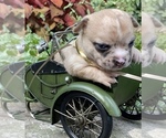 Small Photo #19 Bullhuahua-Chihuahua Mix Puppy For Sale in RAWSONVILLE, MI, USA