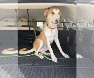 Gerberian Shepsky Dogs for adoption in The Woodlands, TX, USA