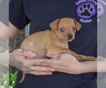 Small #1 Italian Greyhuahua
