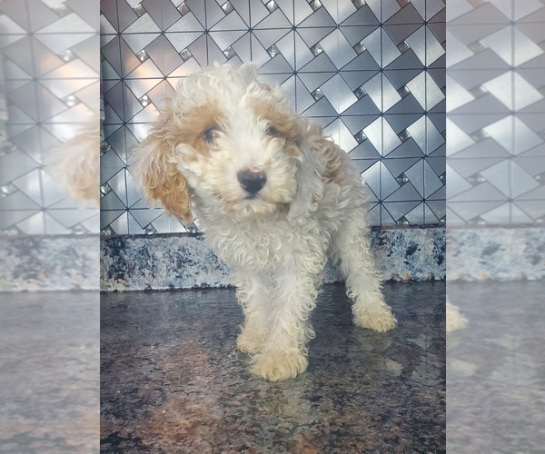Medium Photo #5 Poodle (Toy) Puppy For Sale in GOSHEN, IN, USA