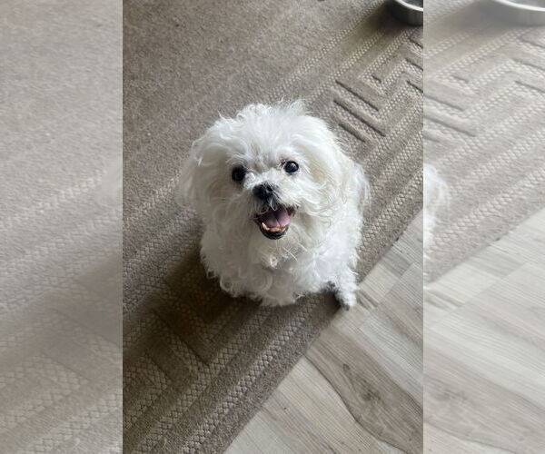 Medium Photo #8 Maltese Puppy For Sale in St. Cloud, MN, USA