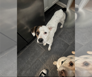 Bogle Dogs for adoption in Holly Springs, NC, USA