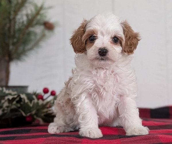 Medium Photo #21 Cavapoo (Miniature) Puppy For Sale in GOSHEN, IN, USA
