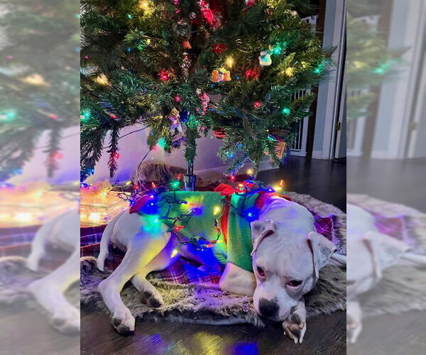 Medium Photo #3 Mutt Puppy For Sale in Plainfield, IL, USA