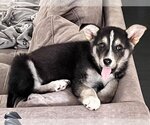 Small Photo #3 German Shepherd Dog-Siberian Husky Mix Puppy For Sale in Montgomery, AL, USA