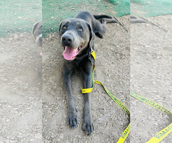 Medium Photo #3 Mutt Puppy For Sale in Clarkesville, GA, USA