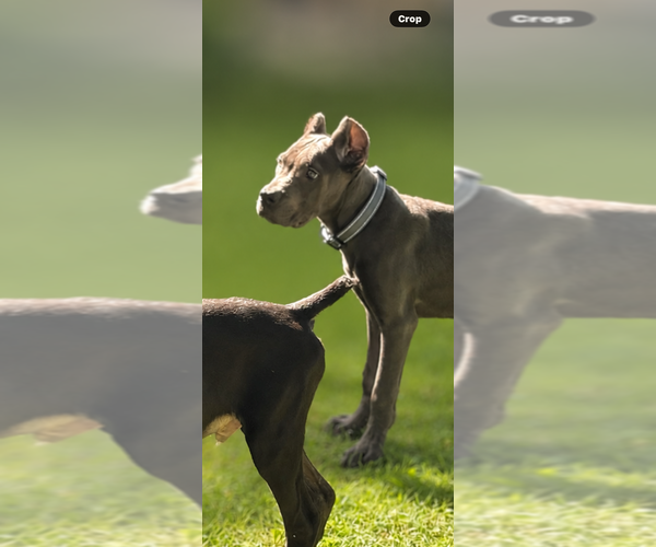 Medium Photo #15 Cane Corso Puppy For Sale in ANDERSON, IN, USA