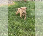 Small Photo #2 American Bully Puppy For Sale in HILTON, NY, USA