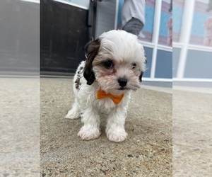 Cavapoo (Miniature) Puppy for sale in RANDOLPH, MA, USA