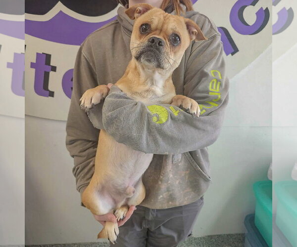 Medium Photo #3 Frenchie Pug Puppy For Sale in Huntley, IL, USA