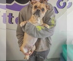 Small #2 Frenchie Pug