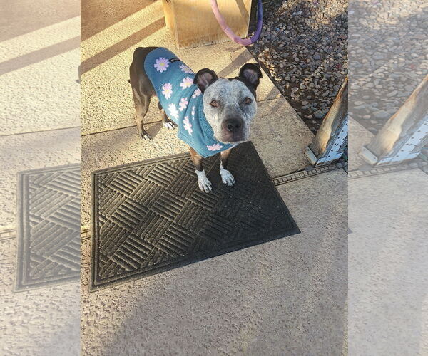 Medium Photo #3 American Pit Bull Terrier-Unknown Mix Puppy For Sale in Chandler, AZ, USA