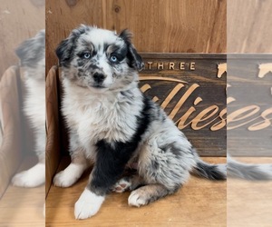 Miniature Australian Shepherd Puppy for Sale in SANDY VALLEY, Nevada USA