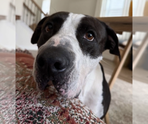 Mutt Dogs for adoption in Shelburne, VT, USA