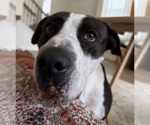 Martha Stu - Female Mutt Dog for Adoption - Small photo