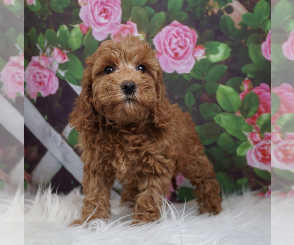 Medium Photo #3 Goldendoodle Puppy For Sale in WARSAW, IN, USA