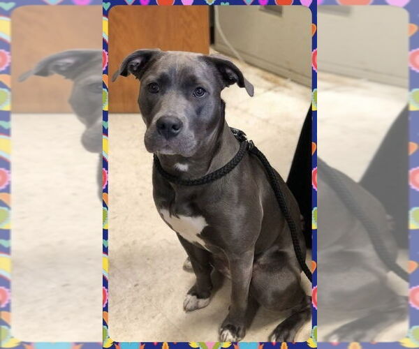 Medium Photo #3 American Staffordshire Terrier-Labrador Retriever Mix Puppy For Sale in Brewster, NY, USA