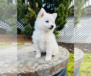 American Eskimo Dog Puppy for Sale in HONEY BROOK, Pennsylvania USA