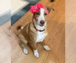 Small German Shepherd Dog-Huskies Mix