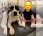 Small #3 American Pit Bull Terrier