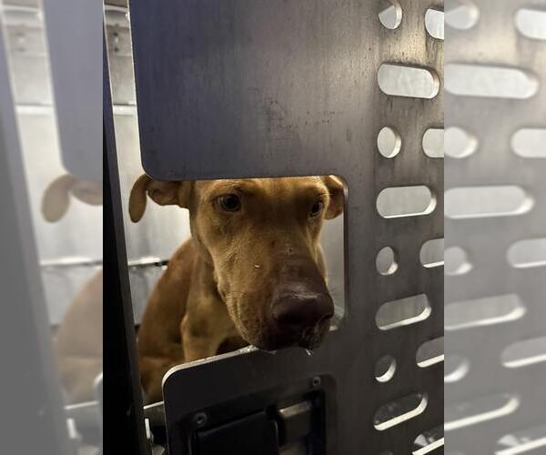 Medium Photo #1 Mutt Puppy For Sale in San Antonio, TX, USA