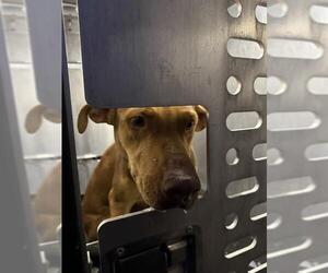 Mutt Dogs for adoption in San Antonio, TX, USA