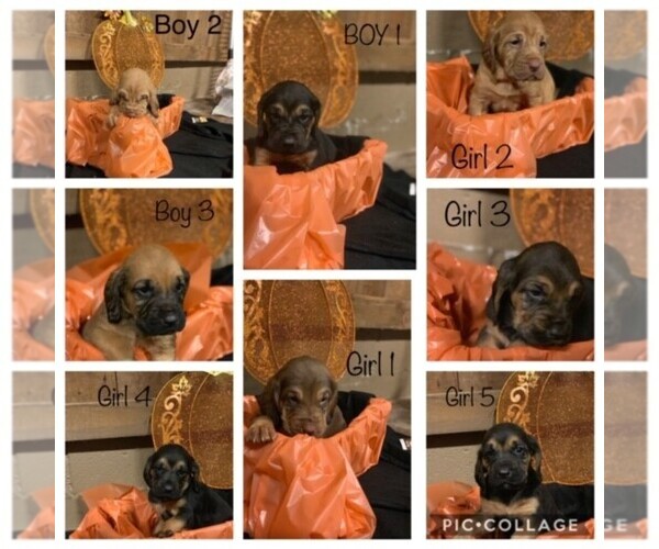 Medium Photo #1 Bloodhound Puppy For Sale in TOWN CREEK, AL, USA
