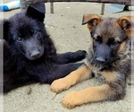 Small #8 German Shepherd Dog