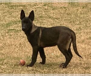Belgian Malinois Puppy for Sale in CHICAGO, Illinois USA